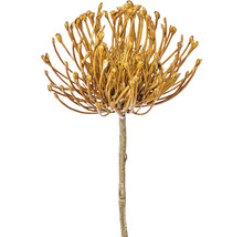 Floare artificială Protea pe tulpină
