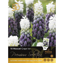 Pachet cu 10 bulbi de Muscari Grape Ice
