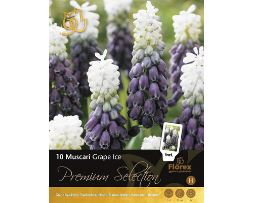 Bulbi de flori Premium Selection Muscari Grape ice 10 buc.