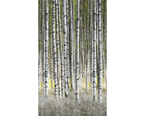 Fototapet vlies Smart Art Easy 47220 pădure mesteceni 159x270 cm