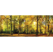 Pădure de toamnă cu copaci și frunze căzătoare
