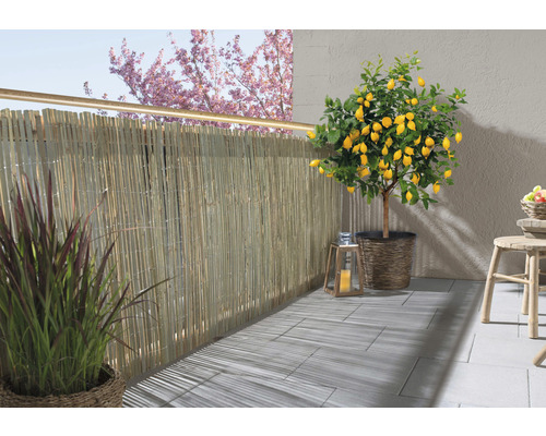 Scenă de balcon cu paravan de confidențialitate din bambus, lămâi și decorațiuni