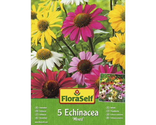 Bulb FloraSelf mix Echinacea 5 buc.