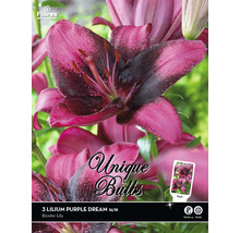 Pachet cu bulbi de crin bicolori din soiul Purple Dream