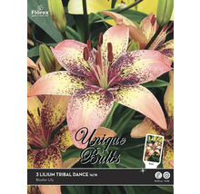 Pachet cu trei bulbi de crin Lilium Tribal Dance, dimensiunea 16/18