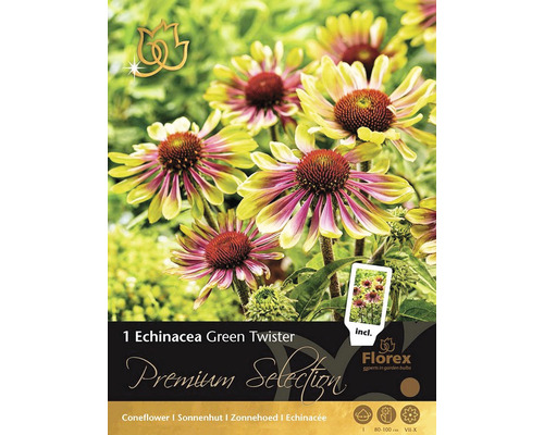 Bulbi de flori Premium Selection Echinacea Green Twister 1 buc.