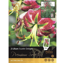 Pachet cu doi bulbi de crin Scarlet Delight