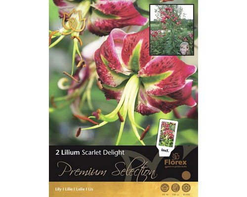 Bulbi de flori Premium Selection Crin Scarlet Delight 2 buc.