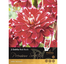 Pachet cu doi bulbi decorativi de dalie Red Rock