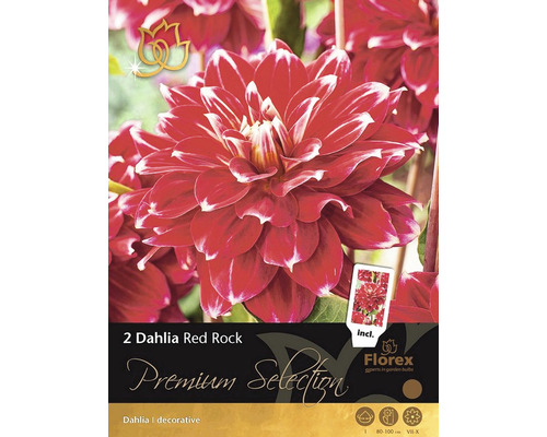 Bulbi de flori Premium Selection Dalie Red Rock 2 buc.