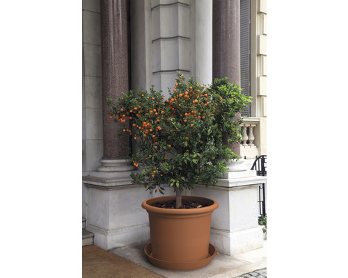 Mandarin în ghiveci