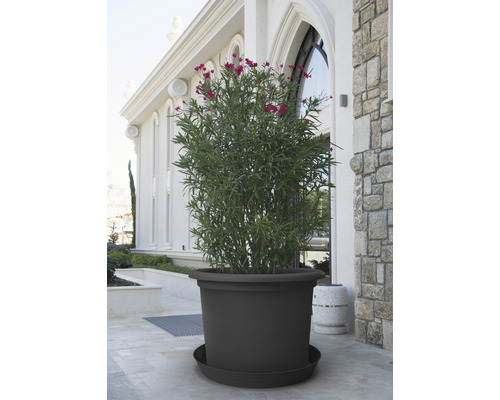 Ghiveci mare cu o plantă pe o terasă în fața unei clădiri.