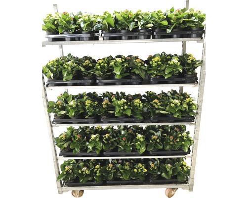 Cărucior cu plante Kalanchoe în ghivece