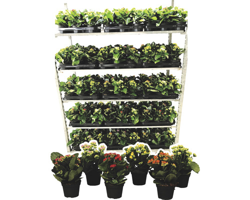 Plante Kalanchoe în ghivece pe un raft