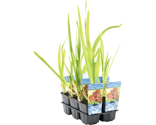 Plante de iris de apă într-un recipient de plastic negru