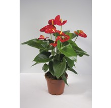 Floarea Flamingo Anthurium Andreanum Hybrid H 55-60 cm ghiveci Ø 17 cm roșie-thumb-2 Floarea Flamingo Anthurium Andreanum Hybrid H 55-60 cm ghiveci Ø 17 cm roșie-thumb-2