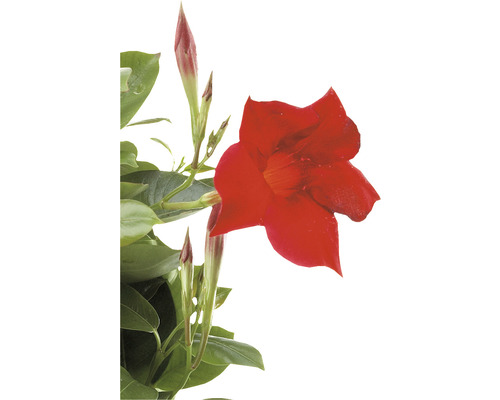 Plantă de dipladenia cu flori roșii și frunze verzi