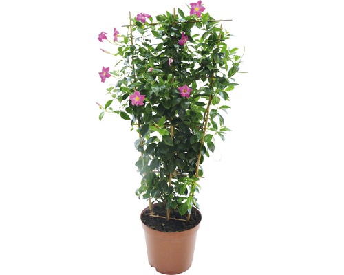 Iasomia braziliană FloraSelf Dipladenia mandevilla H 50-60 cm ghiveci Ø 17 cm Dipladenia în ghiveci cu suport de cățărare