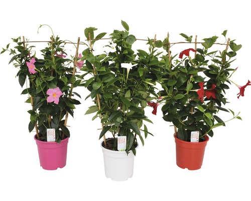 Trei dipladenia la ghiveci cu suport de cățărare și flori în diferite culori