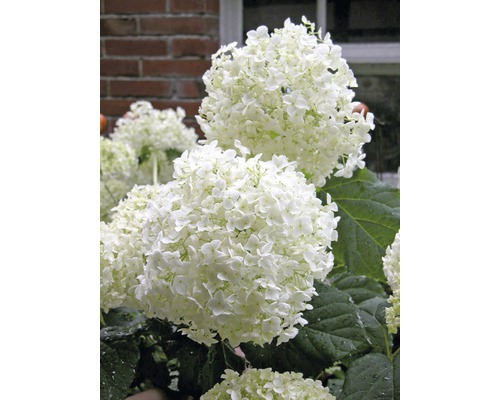 Prim-plan cu flori albe de hortensie