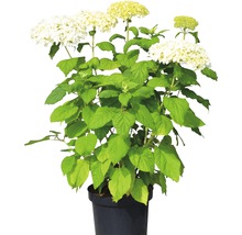 Hortensie la ghiveci cu flori albe