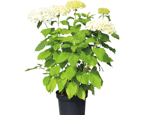 Hortensie la ghiveci cu flori albe