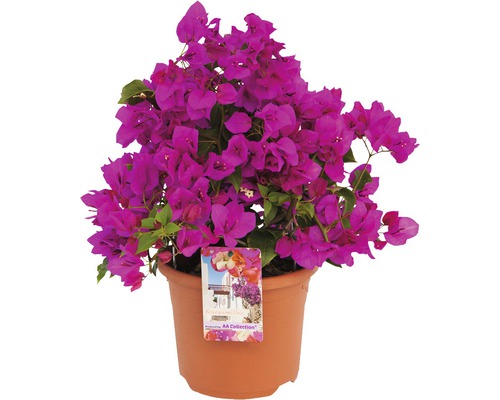 Floare de hârtie FloraSelf Bougainvillea sanderiana ''Renate' H 35 cm ghiveci Ø 19 cm