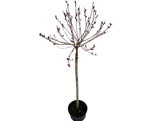 Salcie Grac Mount Aso FloraSelf Salix gracilistyla 'Mount Aso' H 120-130 cm Co 5 L
