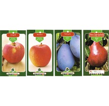 Măr Jonagold, Măr Braeburn, Prună Tuleu gras, Pară Piros Clapp