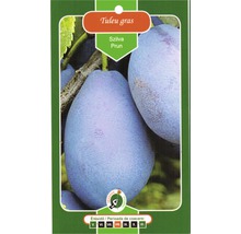 Pachet de semințe de prune Tuleu Gras