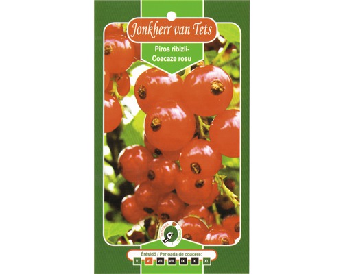 Pachet de semințe coacăze Jonkheer van Tets