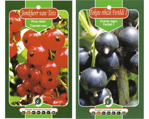 Butaș arbuști fructiferi tijă cu rădăcina împachetată Coacăz roșu/Coacăz negru H 150 cm