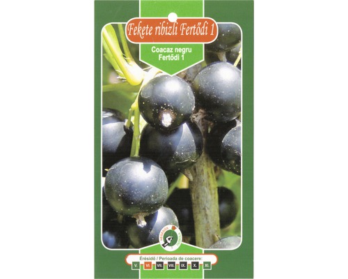 Coacăz negru Fertödi 1