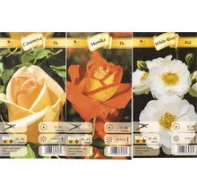 Trei pachete de trandafiri din soiurile Casanova, Monika și White Rose