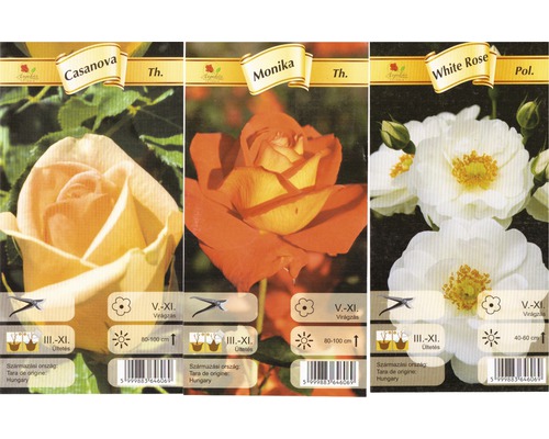 Trei pachete de trandafiri din soiurile Casanova, Monika și White Rose