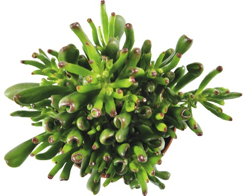 Planta Jade Gollum în ghiveci