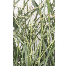 Prim-plan cu plantă de mei mătăsos