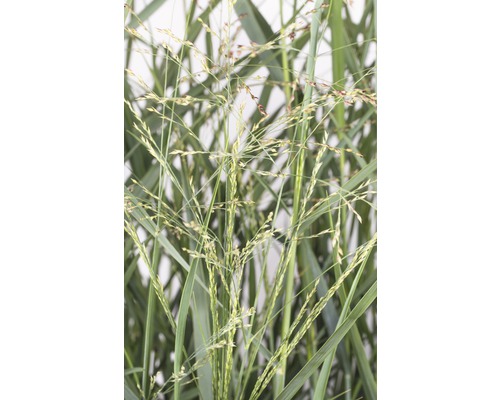 Prim-plan cu plantă de mei mătăsos