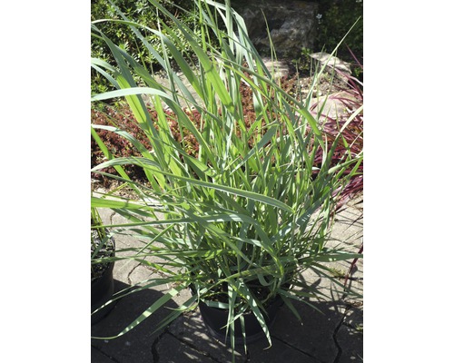 Iarbă-de-Vânt 'Blue Fountain' FloraSelf Panicum virgatum 'Blue Fountain' H 20-80 cm Co 6 L Iarbă-de-Vânt 'Blue Fountain' FloraSelf Panicum virgatum 'Blue Fountain' H 20-80 cm Co 6 L