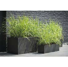 Scenă cu jardiniere dreptunghiulare cu plantații în fața unui zid
