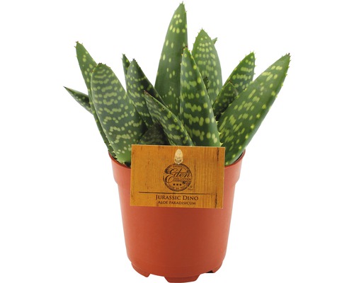 FloraSelf Aloe Paradiscium H 15-20 cm ghiveci Ø 10,5 cm