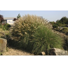 Iarba elefantului Adagio FloraSelf Miscanthus sinensis 'Adagio' H 10-40 cm Ø 14 cm