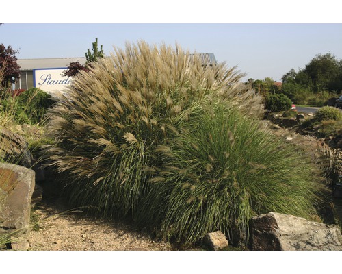 Iarba elefantului Adagio FloraSelf Miscanthus sinensis 'Adagio' H 10-40 cm Ø 14 cm Iarba elefantului Adagio FloraSelf Miscanthus sinensis 'Adagio' H 10-40 cm Ø 14 cm