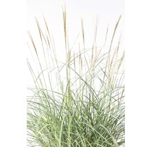 Iarbă de pampas în lumină difuză