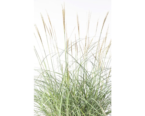 Iarbă de pampas în lumină difuză