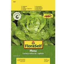 Semințe de legume FloraSelf, salată verde 'Mona'-thumb-0