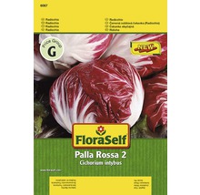 Semințe de legume FloraSelf, radicchio „Palla Rossa 2”-thumb-0