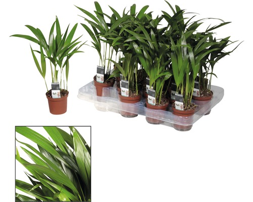 Palmier de birou și de interior în ghivece pe un palet