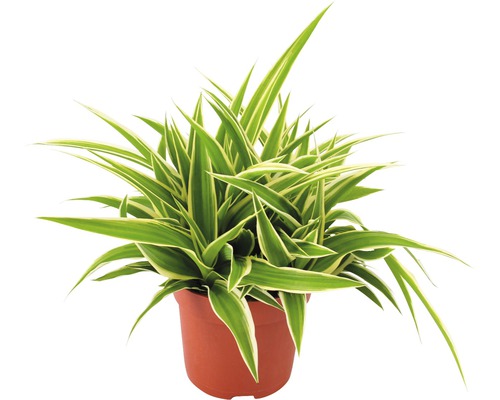 Voalul miresei FloraSelf Chlorophytum comosum 'Ocean' H 20 cm ghiveci Ø 10,5 cm Crin verde în ghiveci