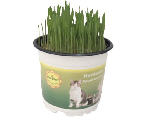 Iarba pentru pisică FloraSelf Triticum H 15-17 cm ghiveci Ø 12 Iarba pentru pisică FloraSelf Triticum H 15-17 cm ghiveci Ø 12